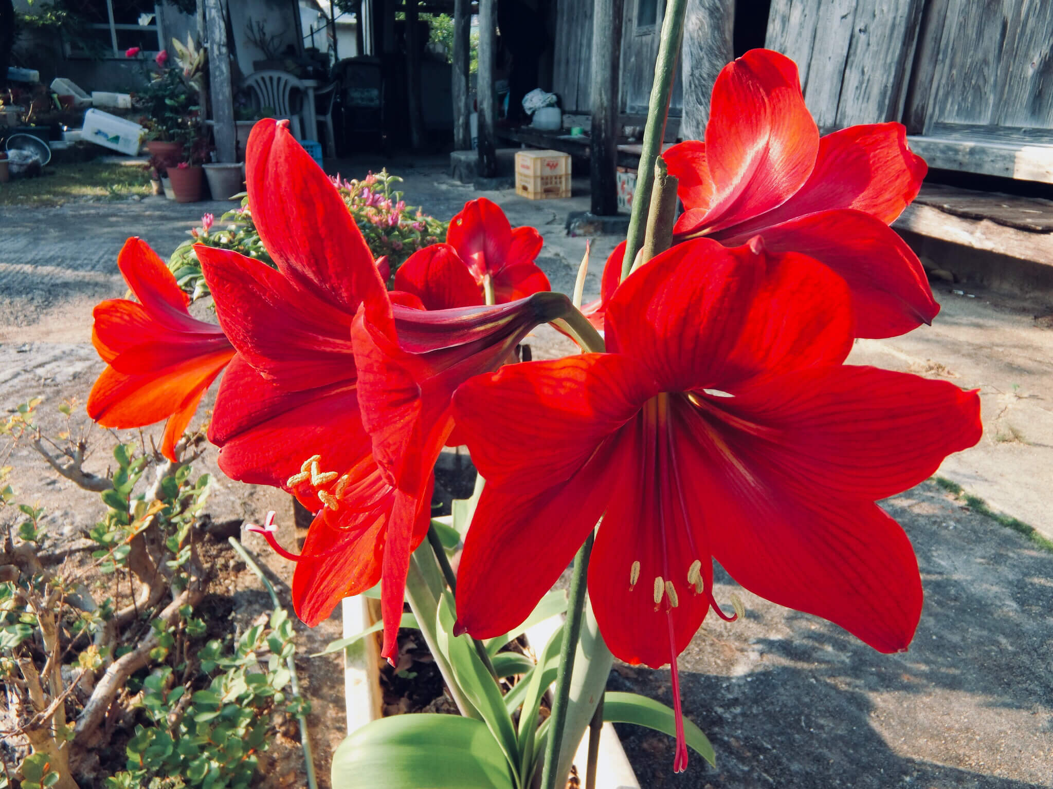 アマリリスの花言葉 色別の意味は 花の特徴やたくさんある種類をご紹介 Greensnap グリーンスナップ
