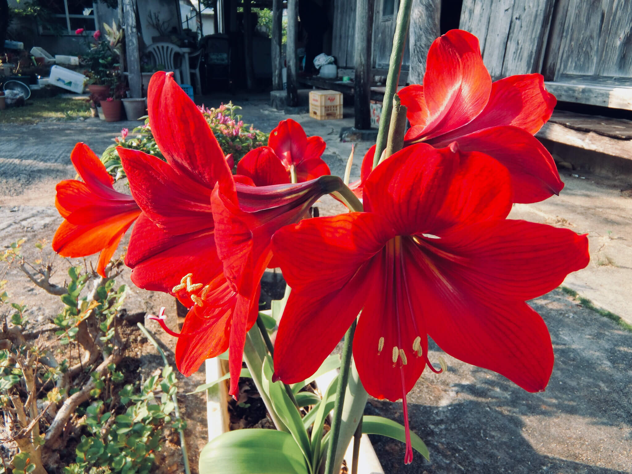 アマリリス 誕生 花