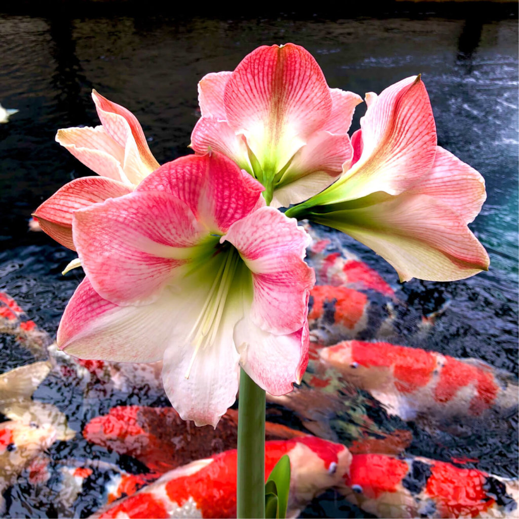 アマリリスの花言葉 色別の意味は 花の特徴やたくさんある種類をご紹介 Greensnap グリーンスナップ