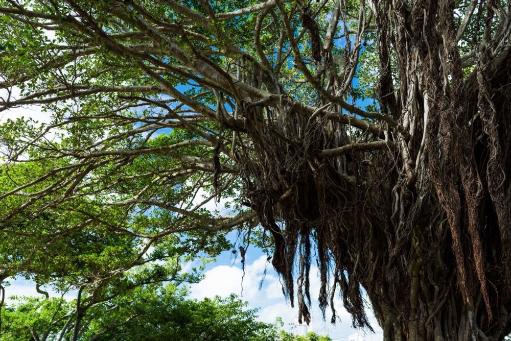 写真：大木になったガジュマル 