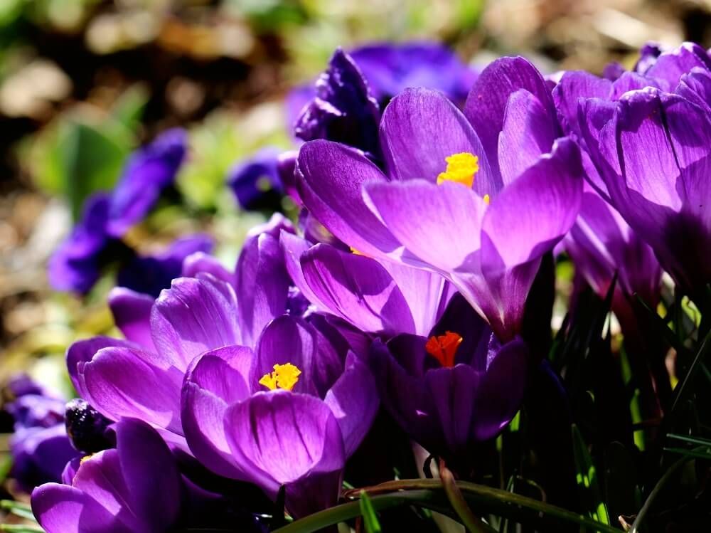 クロッカス 紫