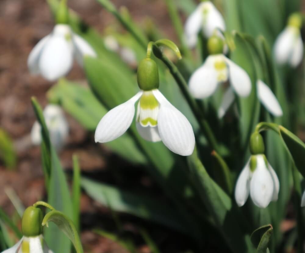 スノードロップ