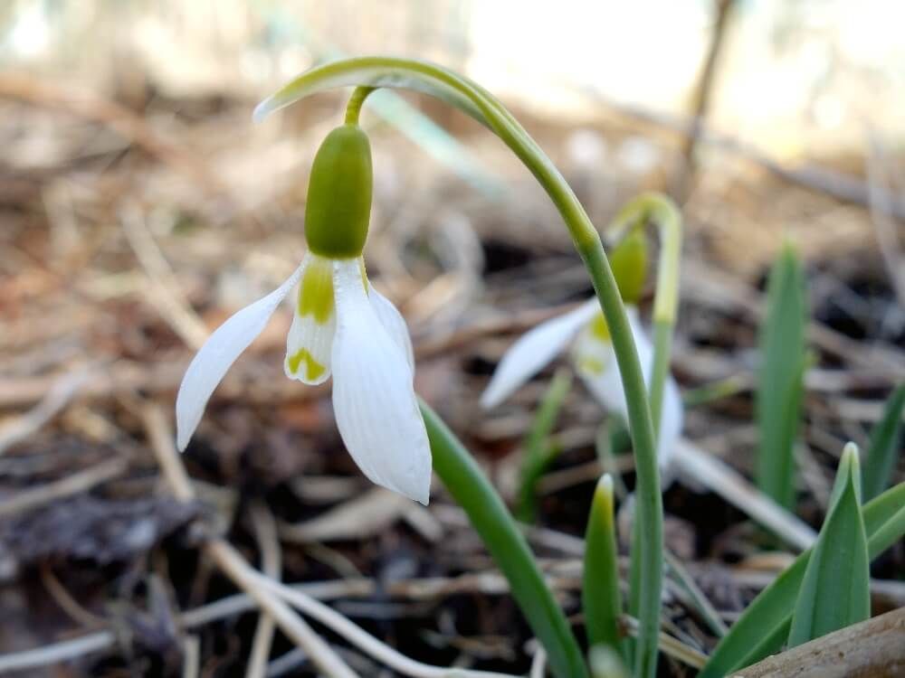 スノードロップ