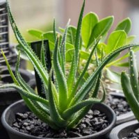 アロエの花言葉｜由来や西洋での意味は？種類や効果・効能とは？の画像