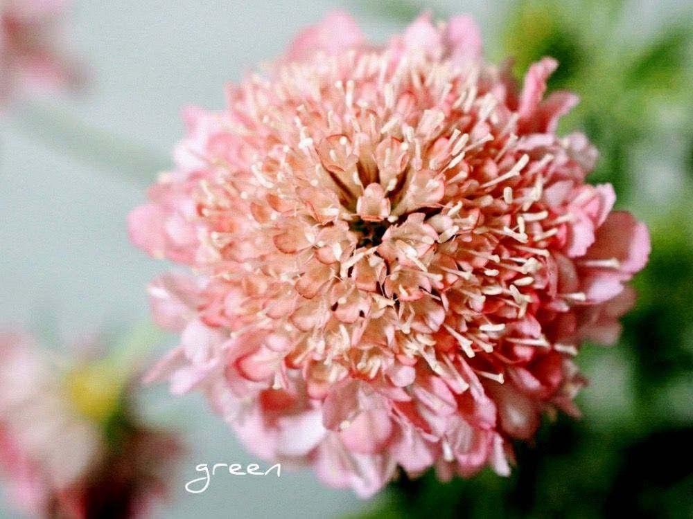 スカビオサ(マツムシソウ)　ピンク色の花