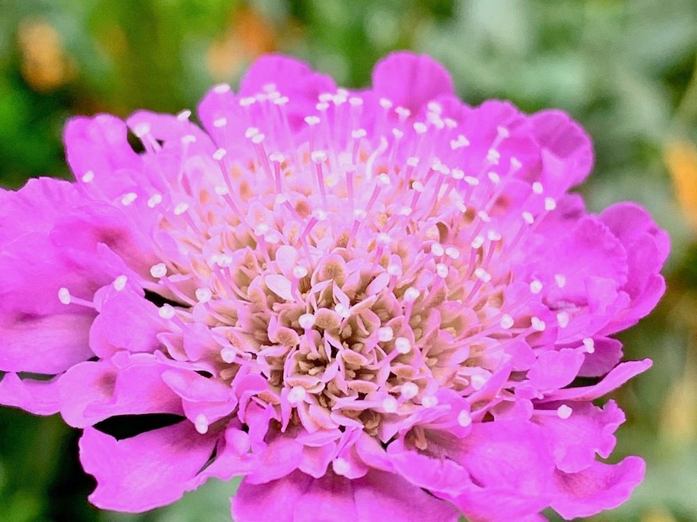 スカビオサ　マツムシソウ