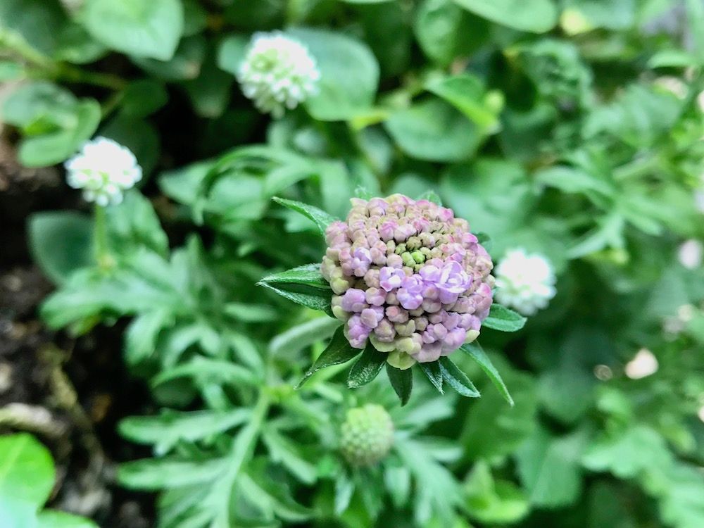 スカビオサ(マツムシソウ)　蕾