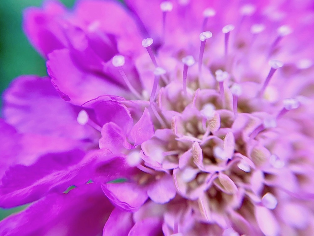 スカビオサ マツムシソウ の花言葉 白や紫などの品種 花の楽しみ方は Greensnap グリーンスナップ