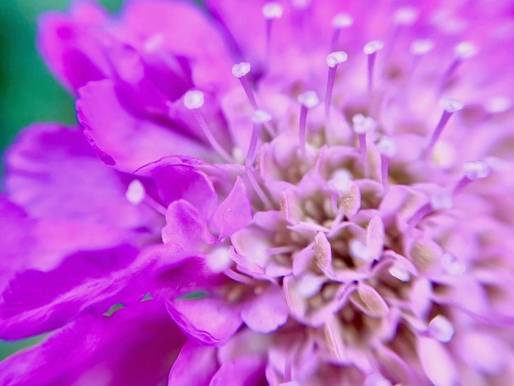 スカビオサ　マツムシソウ