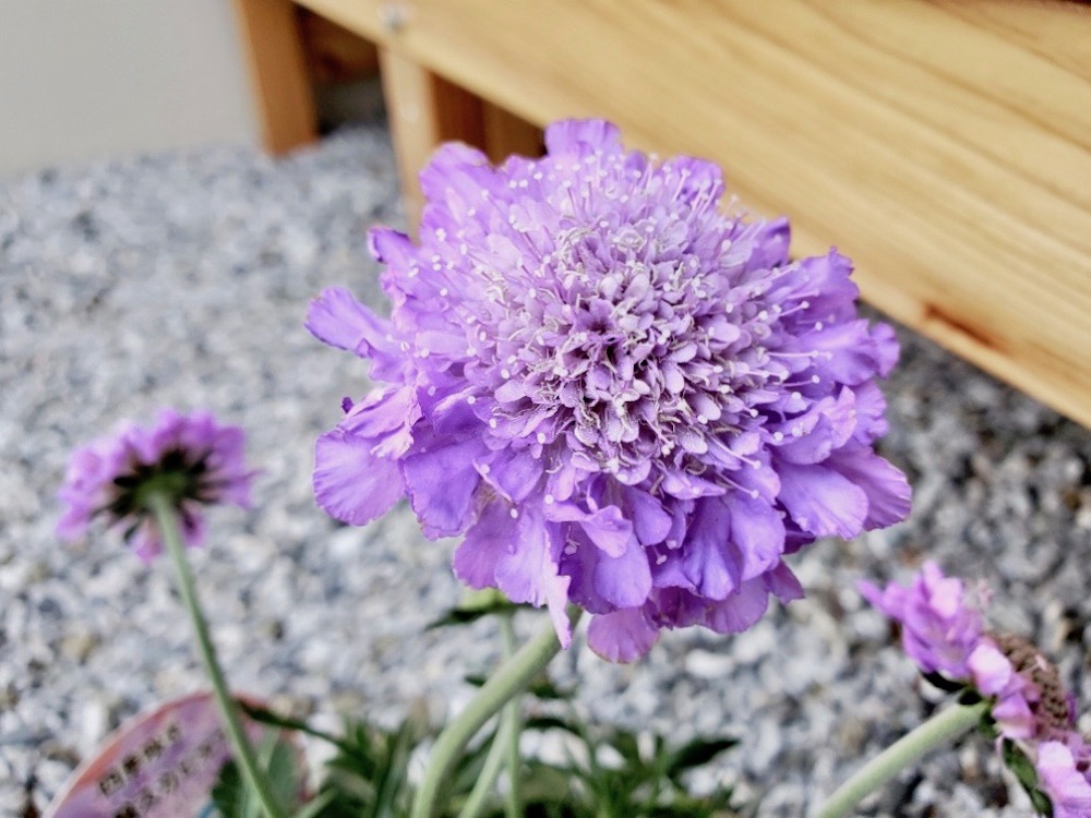 スカビオサ マツムシソウ の花言葉 白や紫などの品種 花の楽しみ方は Greensnap グリーンスナップ