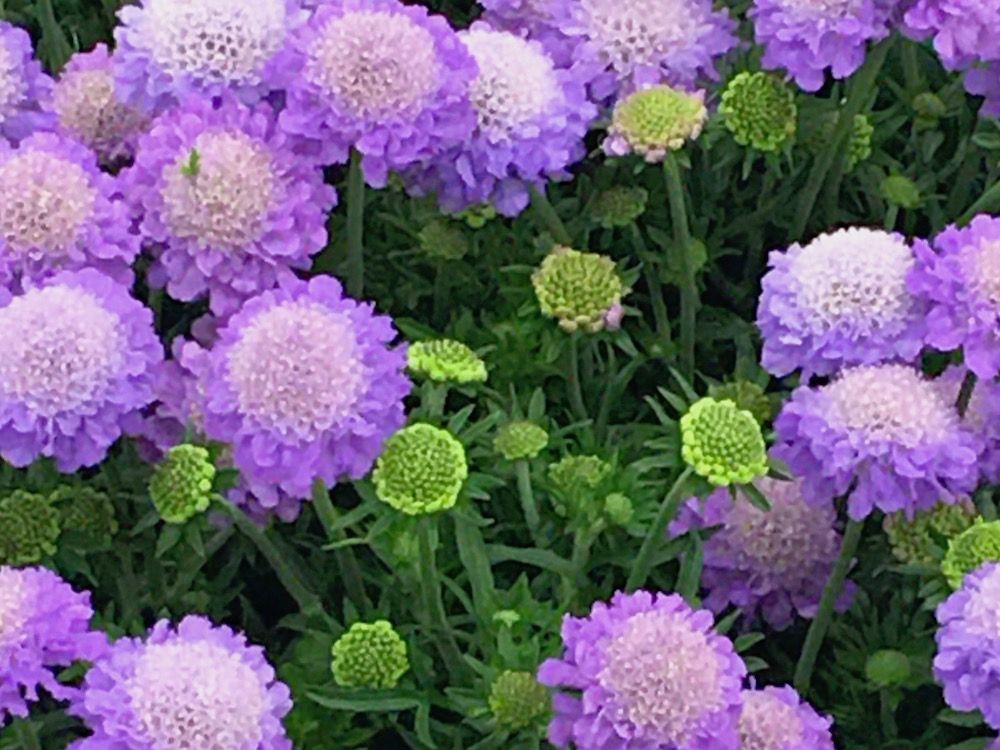 スカビオサ(マツムシソウ)　紫色の花