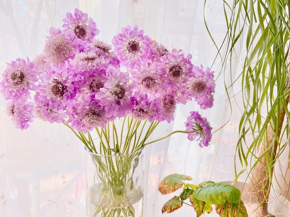 スカビオサ　マツムシソウ