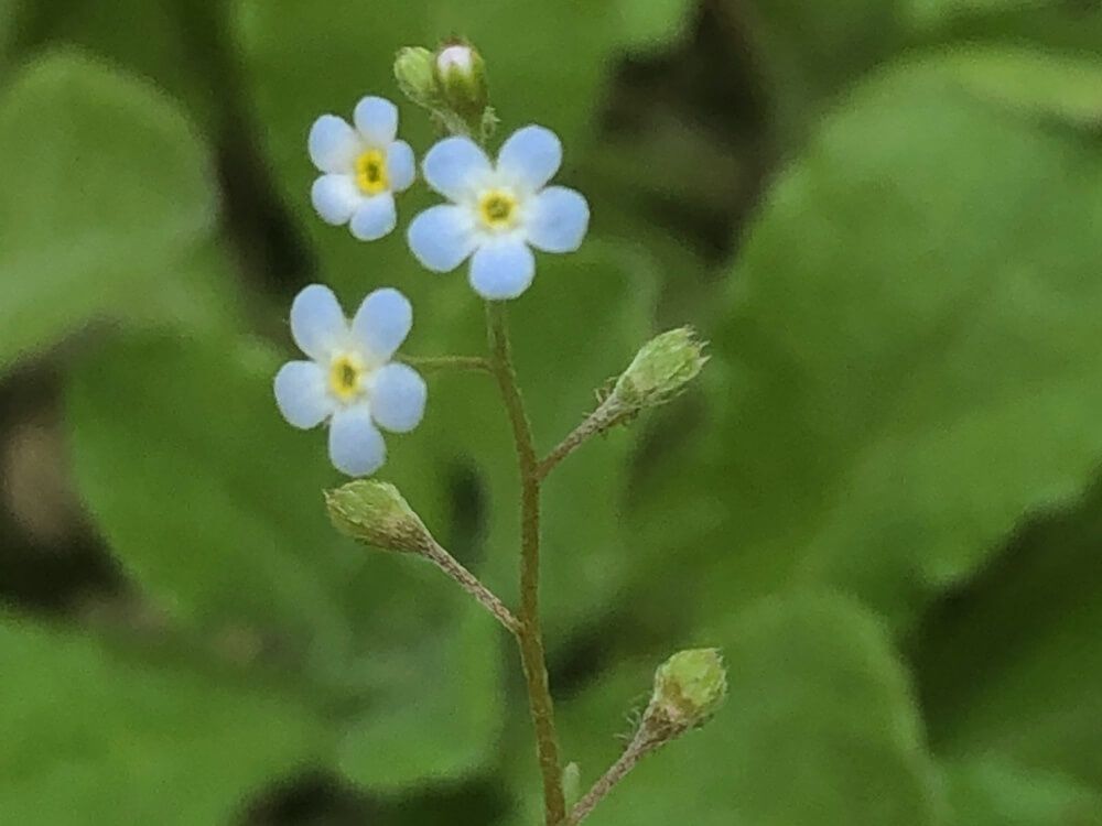 シンワスレナグサ 　勿忘草　