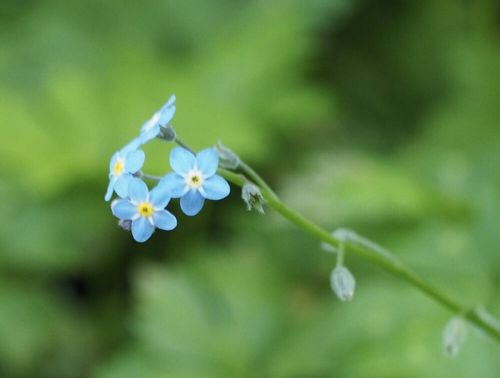 勿忘草 ワスレナグサ の花言葉 怖いって本当 色別の意味や由来は Greensnap グリーンスナップ