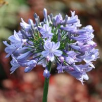 アガパンサスの花言葉｜花の特徴、白やピンクなどの種類は？の画像