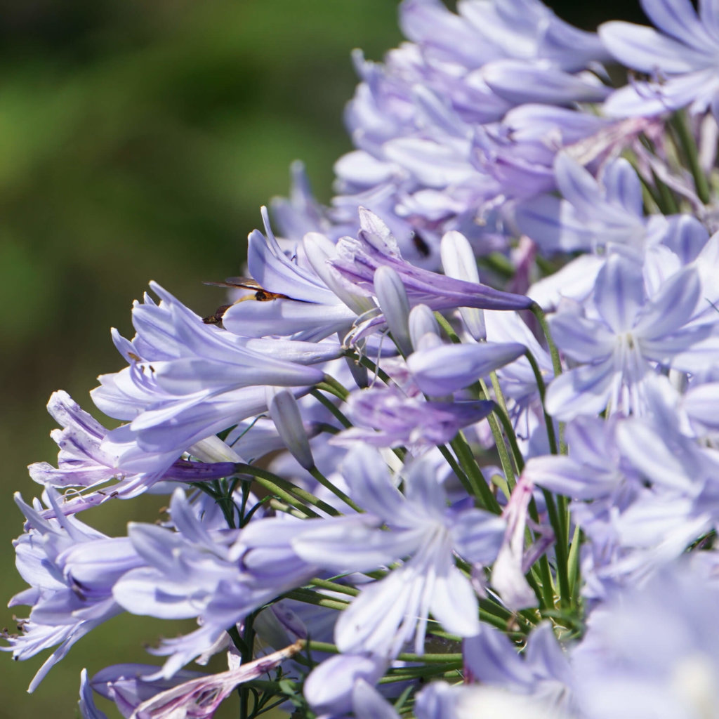 アガパンサスの花言葉 花の特徴 白やピンクなどの種類は Greensnap グリーンスナップ