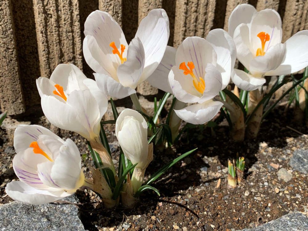 クロッカス ジャンヌダルク 白