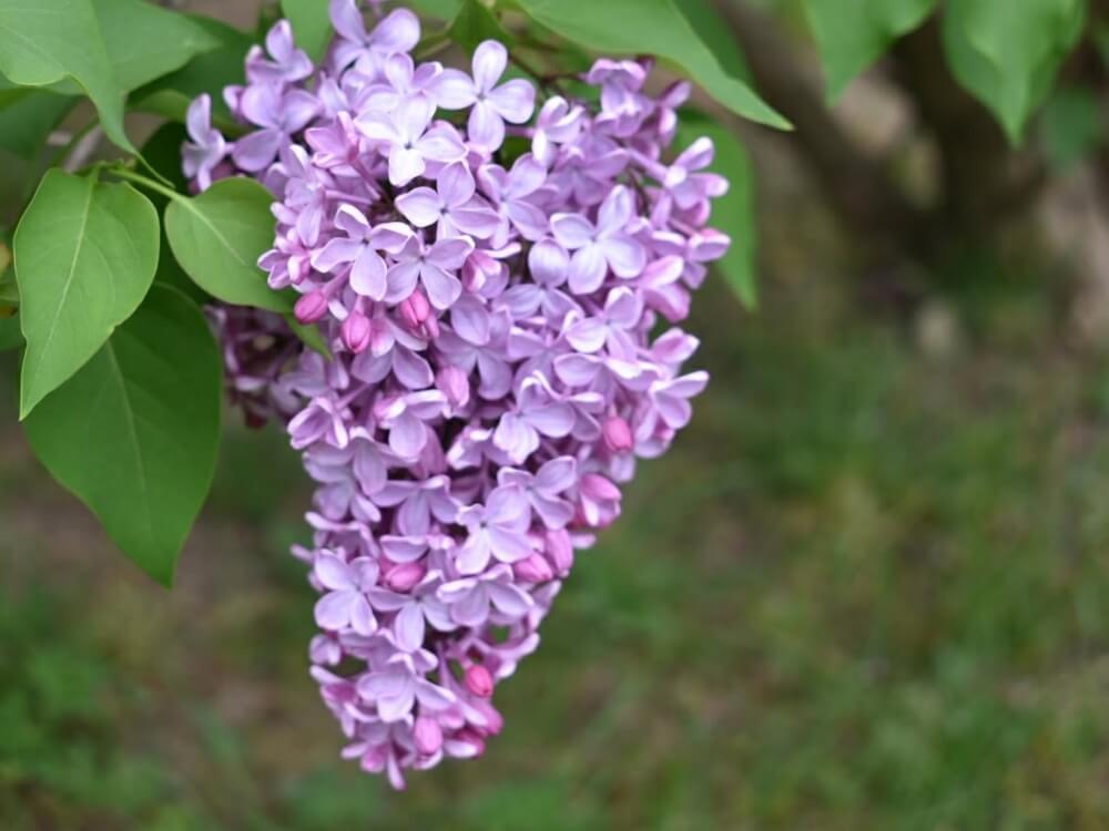 ライラックの花言葉 色別の意味や種類 花の特徴は Greensnap グリーンスナップ