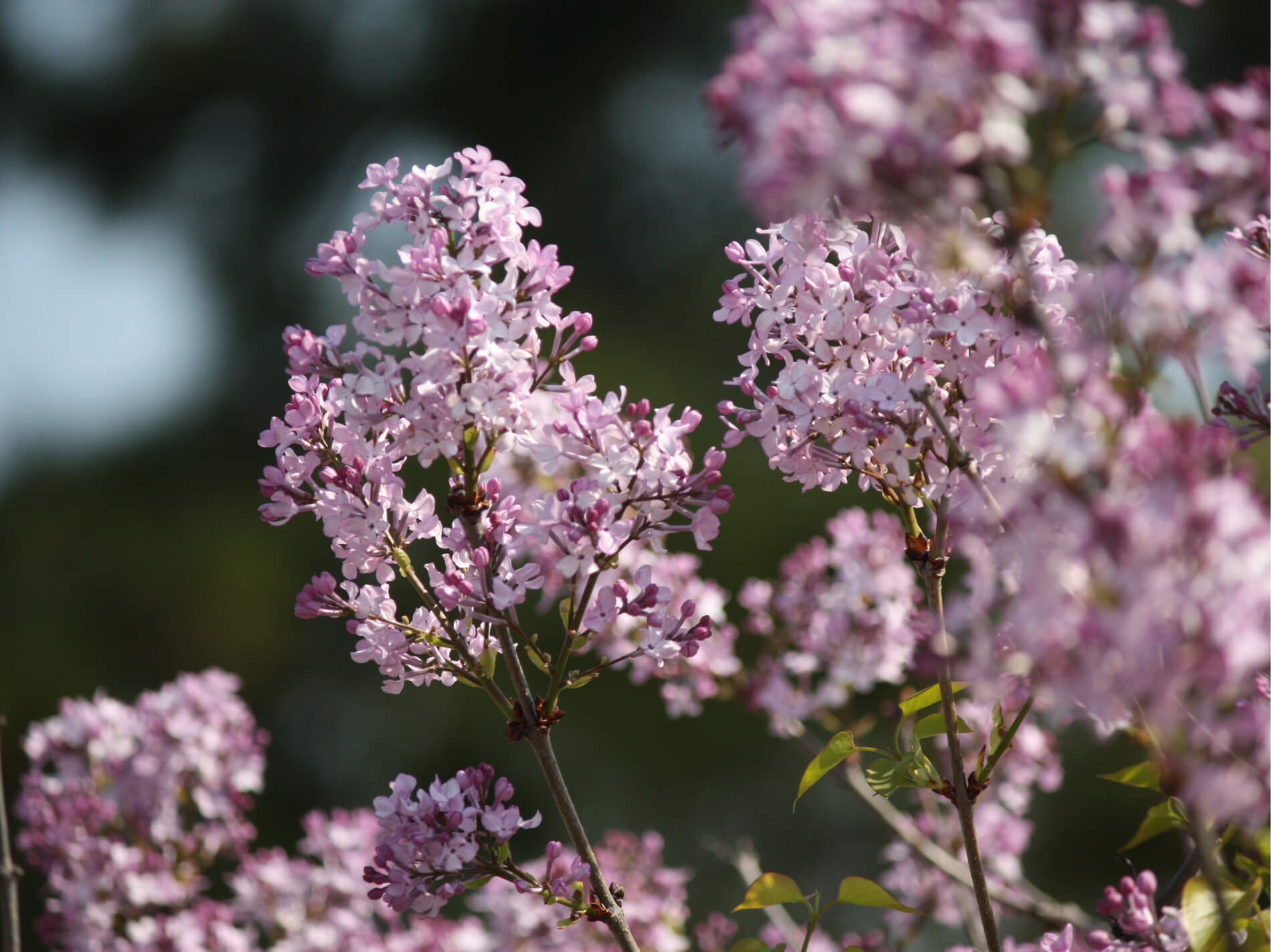 ライラックの花言葉 色別の意味や種類 花の特徴は Greensnap グリーンスナップ