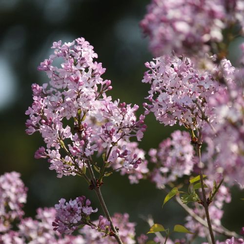 ライラックの花言葉 色によって怖い意味もある 種類 花の香りの特徴は Greensnap グリーンスナップ