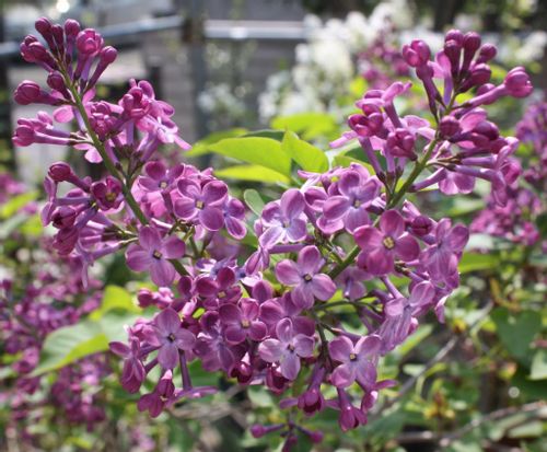 ライラックの花言葉 色によって怖い意味もある 種類 花の香りの特徴は Greensnap グリーンスナップ