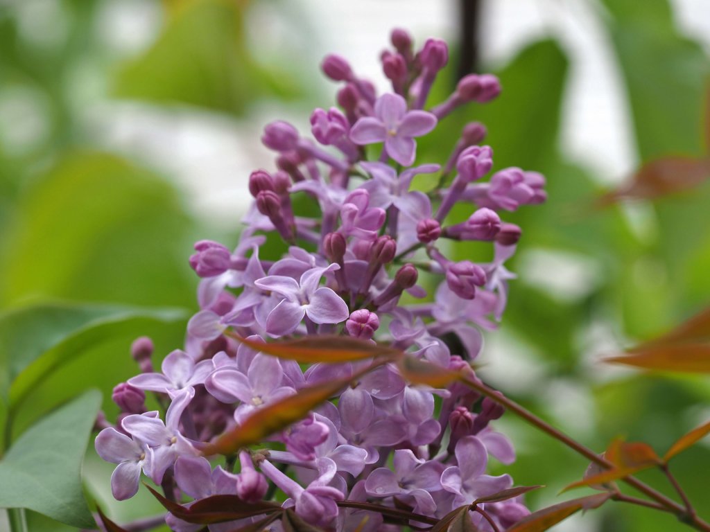 ライラックの花言葉 色別の意味は 種類 花の香りの特徴は Greensnap グリーンスナップ