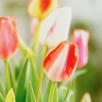 チューリップの球根の増やし方・保存方法｜花が終わったら植えっぱなしでOK？の画像