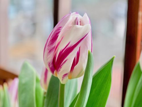 チューリップの花言葉 色 本数 種類別の意味は 花の季節はいつ Greensnap グリーンスナップ