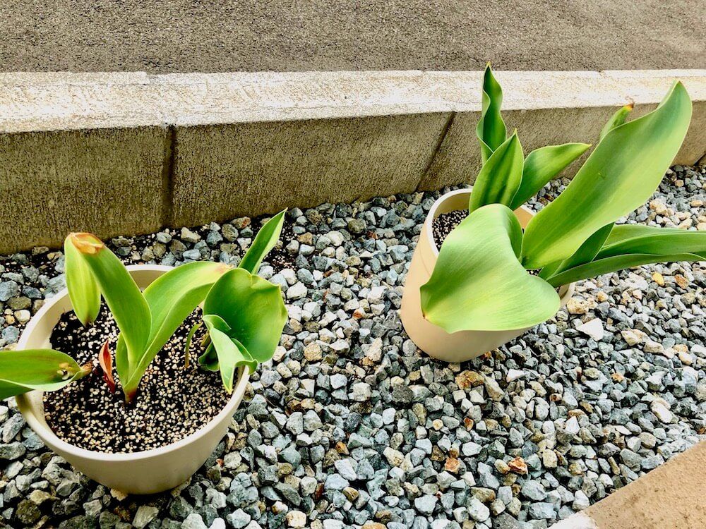 チューリップ　鉢植え