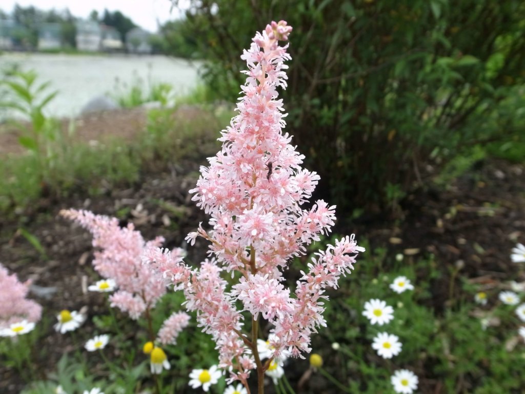 5月の誕生花 日別の花一覧と花言葉は 5月生まれの人に贈ろう Greensnap グリーンスナップ