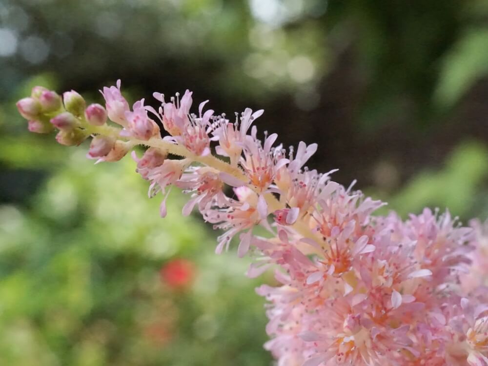 アスチルベの花言葉｜意味や花の特徴、ピンクや白などの種類は
