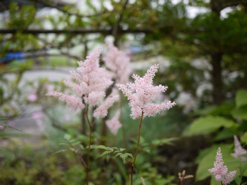 アスチルベの花言葉 意味や花の特徴 ピンクや白などの種類は Greensnap グリーンスナップ
