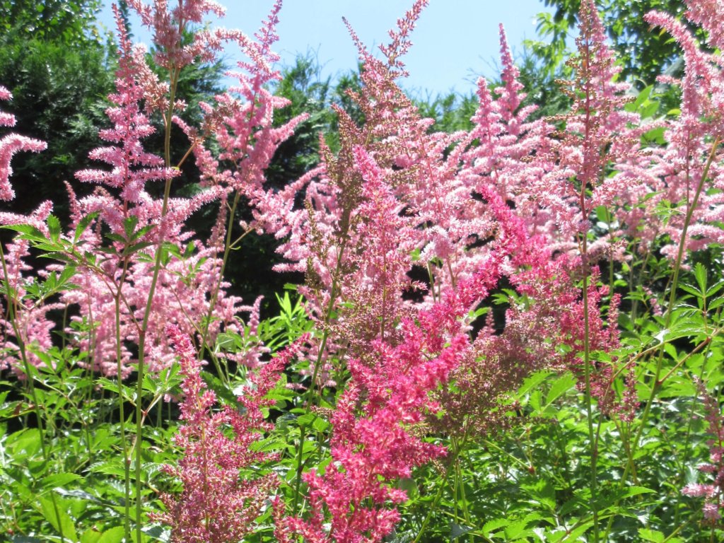アスチルベの花言葉 意味や花の特徴 ピンクや白などの種類は Greensnap グリーンスナップ