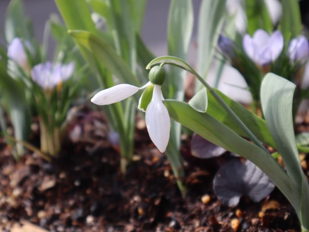 スノードロップ