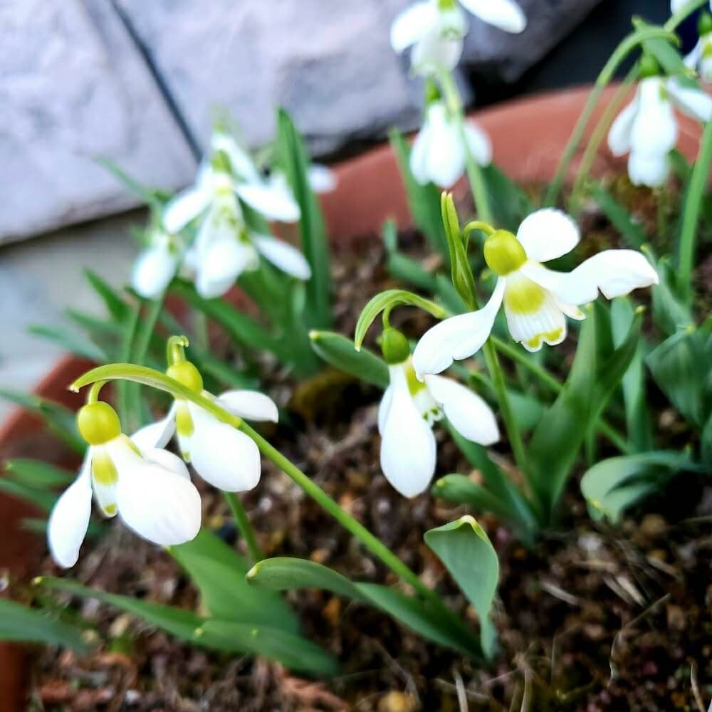 スノードロップ