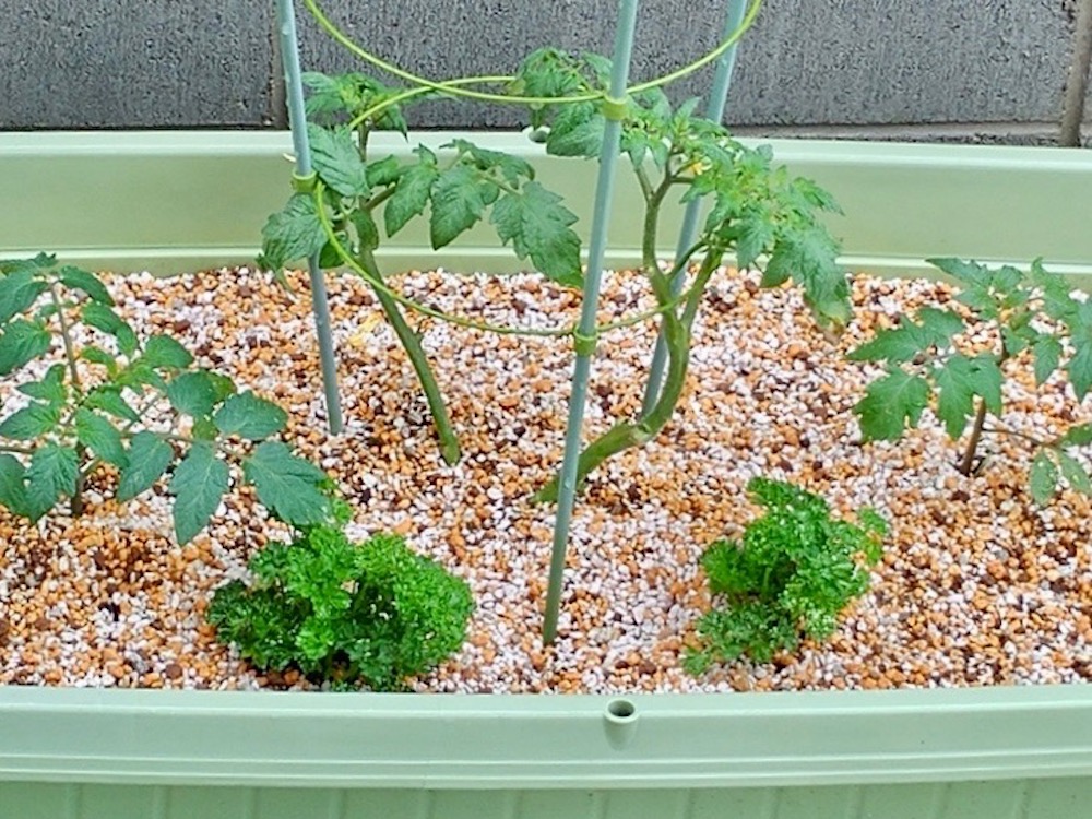 植えるな危険 家庭菜園で一緒に育ててはいけない野菜たち Greensnap グリーンスナップ