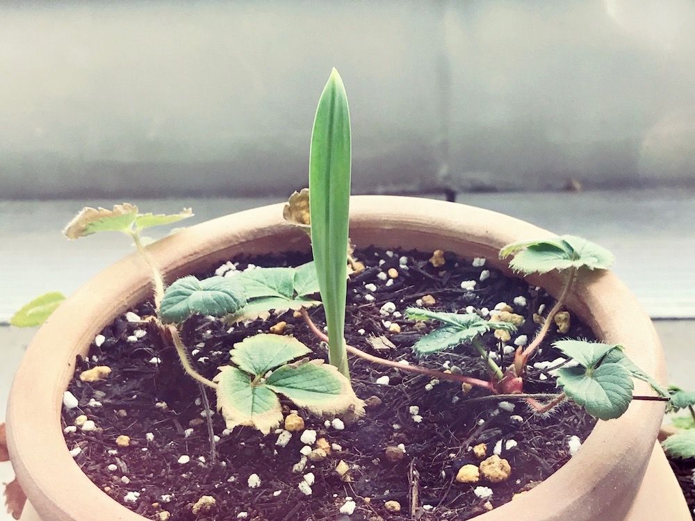 イチゴ　にんにく　ニンニク　家庭菜園