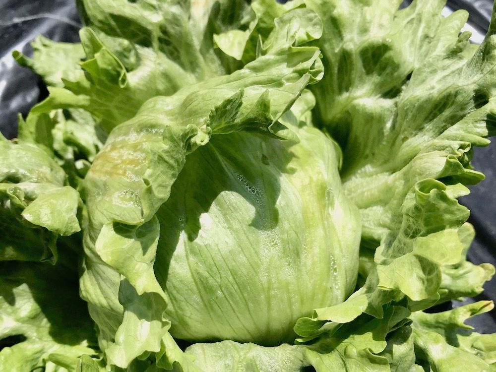 レタス　家庭菜園