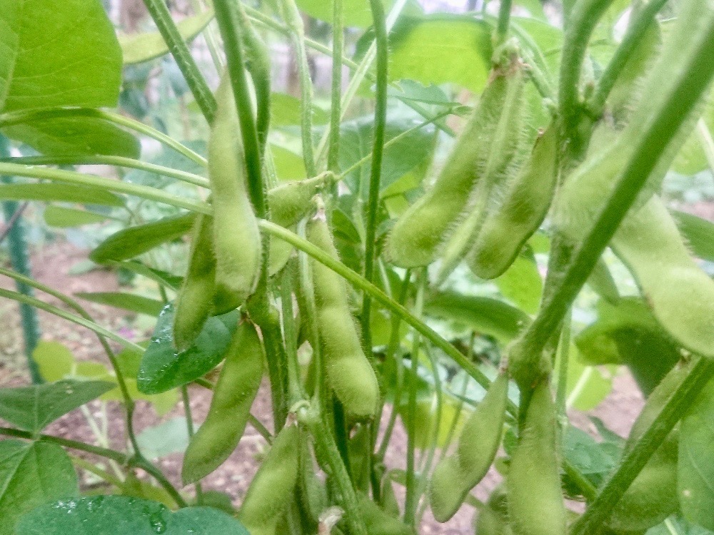 植えるな危険 家庭菜園で一緒に育ててはいけない野菜たち Greensnap グリーンスナップ