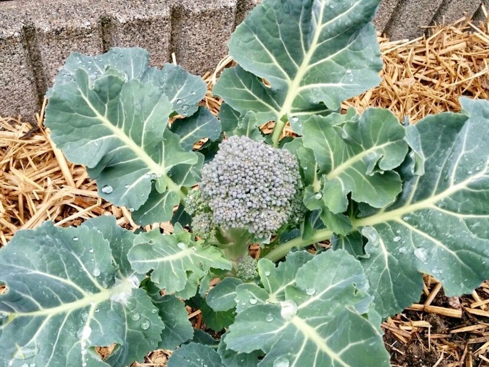 ブロッコリー　家庭菜園