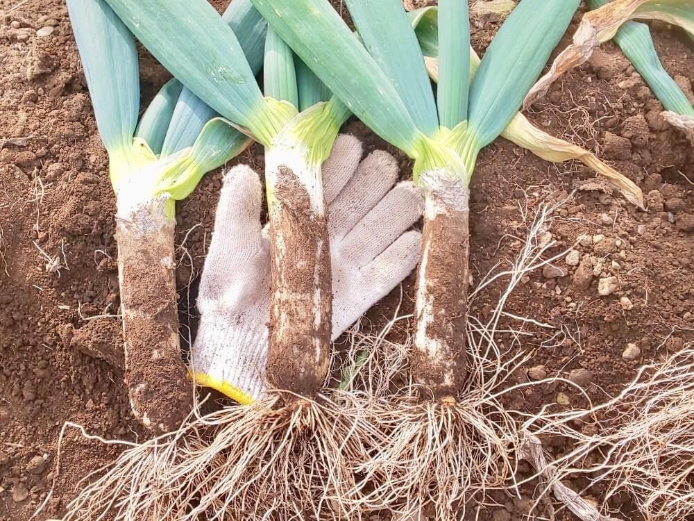 家庭菜園　ネギ