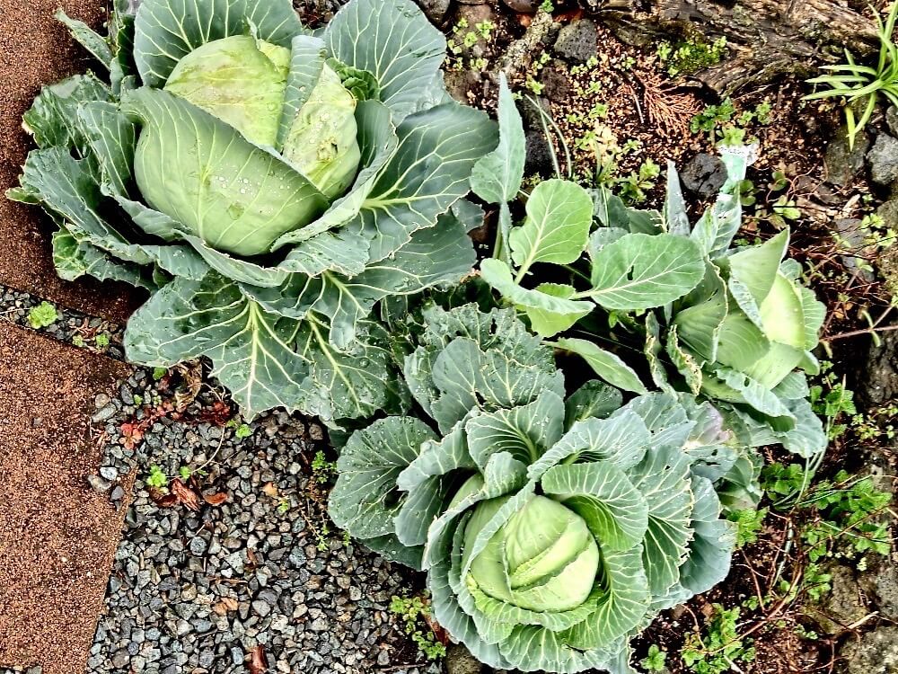 秋植え野菜の種類 プランター栽培できる野菜おすすめ15選 Greensnap グリーンスナップ