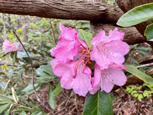 シャクナゲ 石楠花 の花言葉 怖い意味はある 花の見頃の季節や種類は Greensnap グリーンスナップ