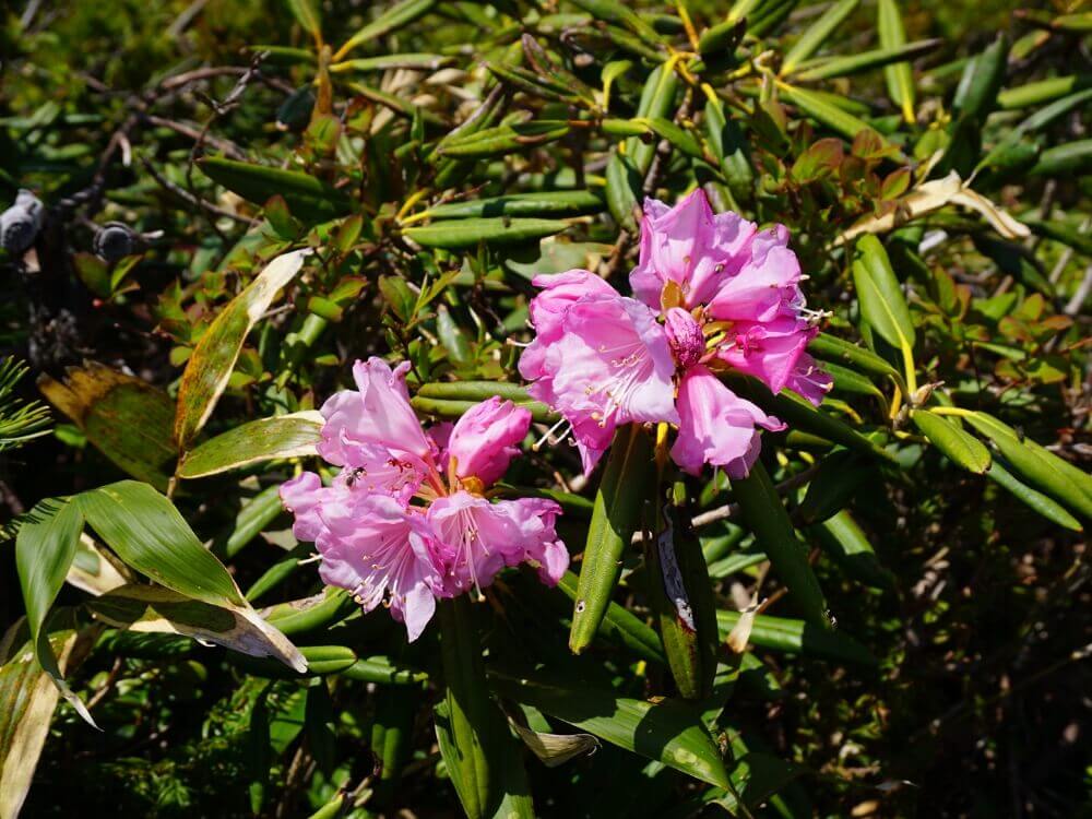 石楠花 シャクナゲ の花言葉 怖い意味はある 花の見頃の季節や種類は Greensnap グリーンスナップ