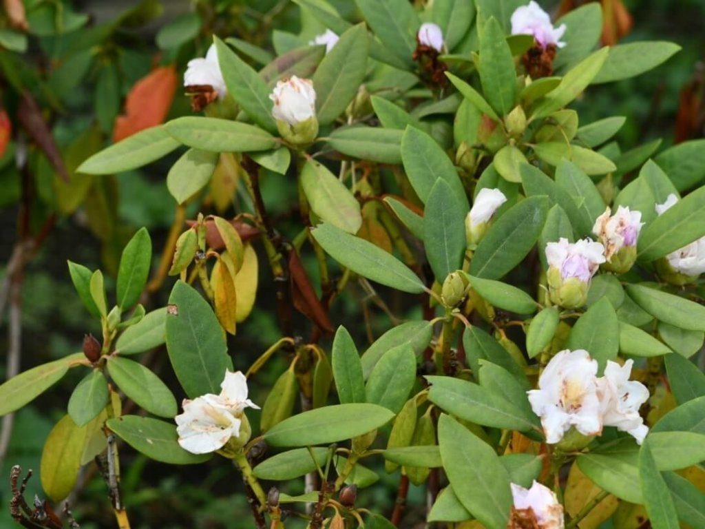 シャクナゲ 石楠花 の花言葉 怖い意味はある 花の見頃の季節や種類は Greensnap グリーンスナップ