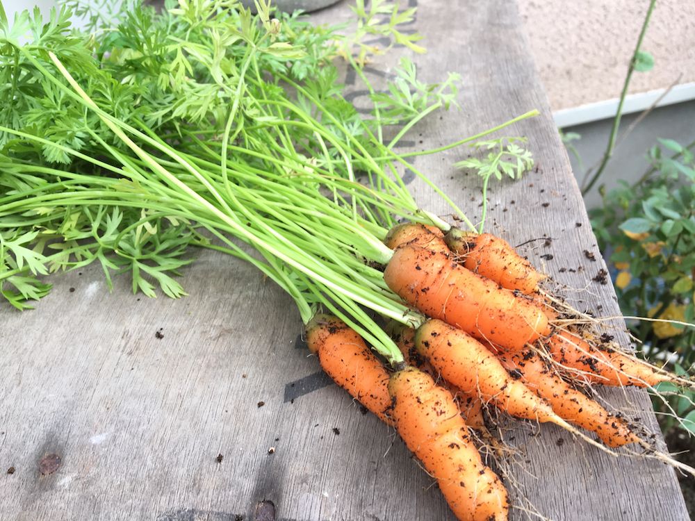 ニンジン　にんじん　家庭菜園