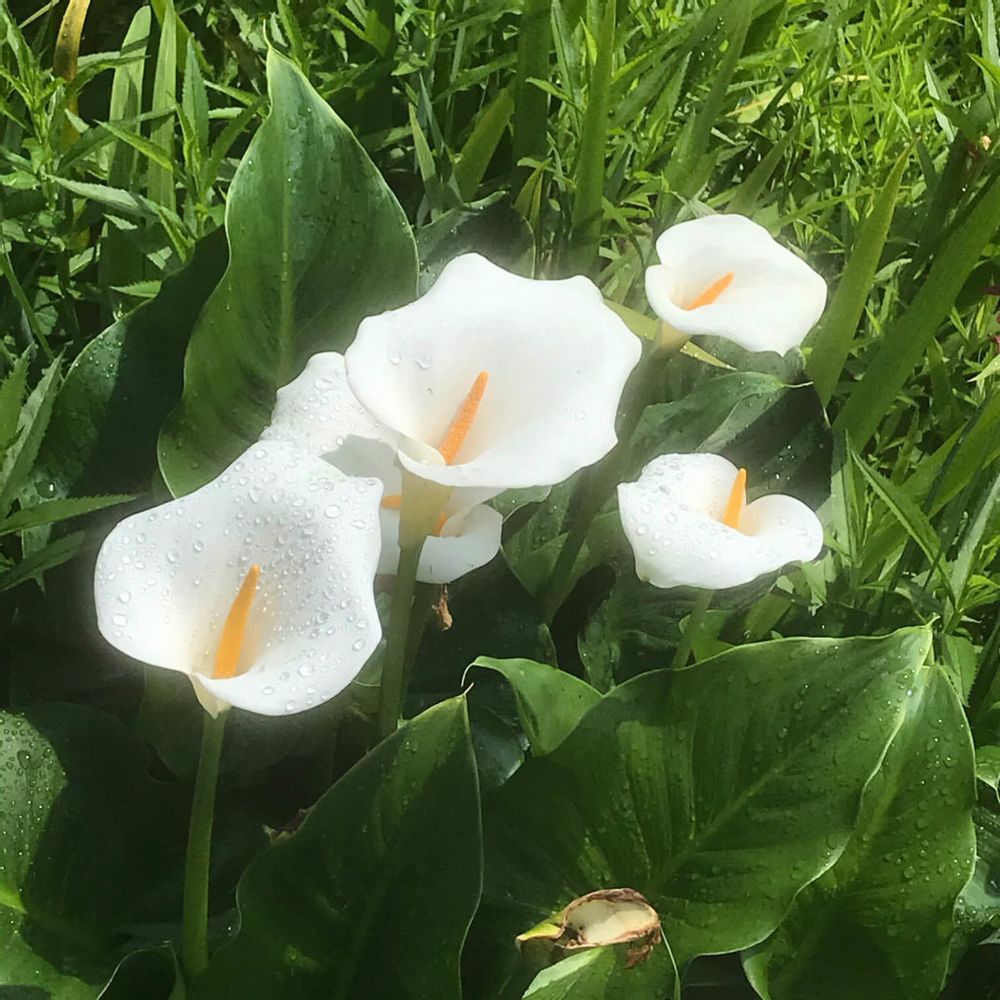 オランダカイウ