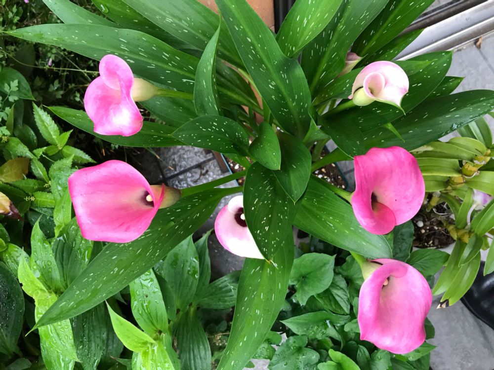 カラー　ピンク