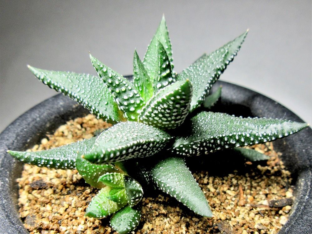 ハオルチア　鉢植え