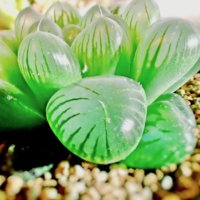 ハオルチアの育て方｜水やりのコツは？冬はどこに置く？の画像